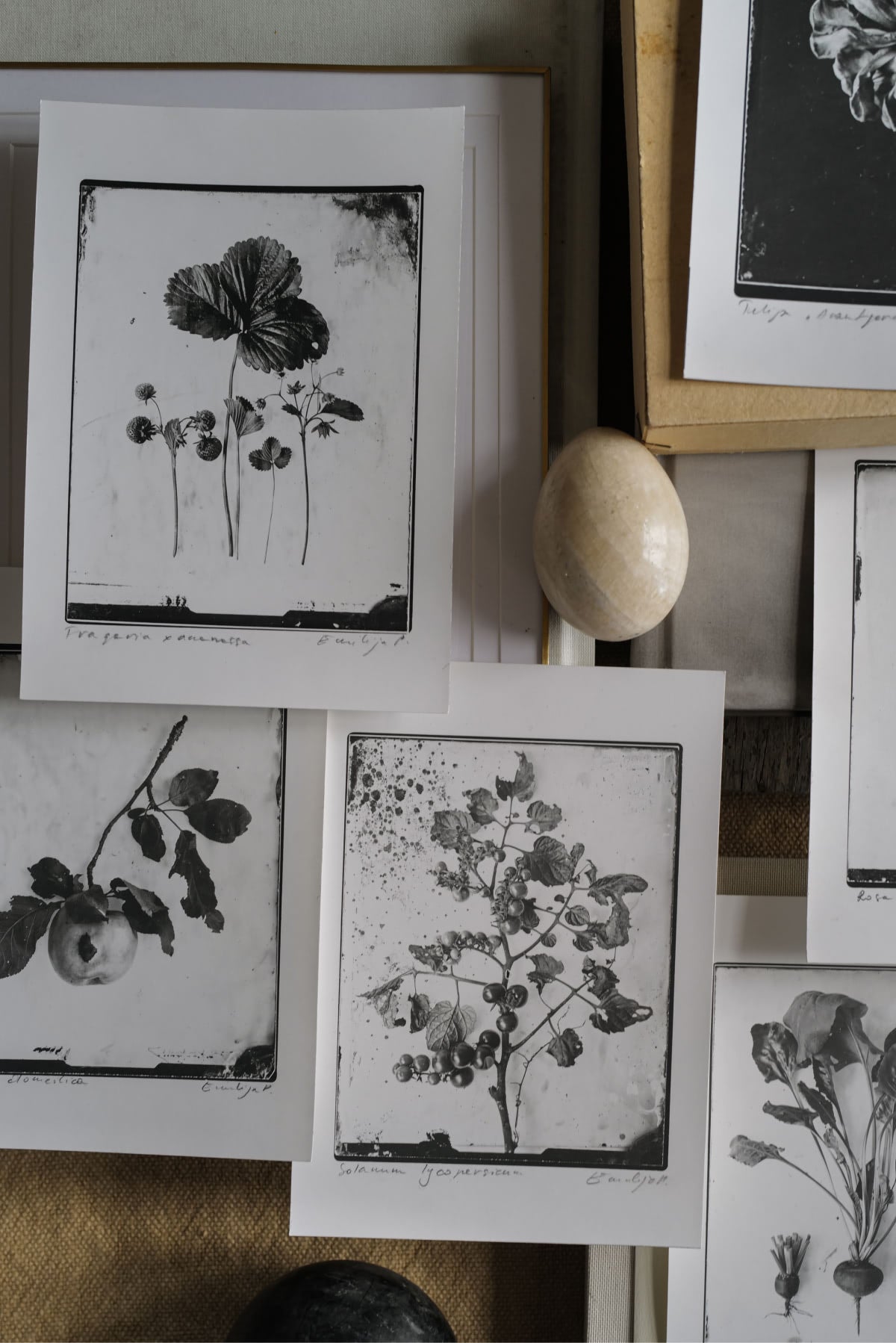 Fine Art Silver Print (plain print)