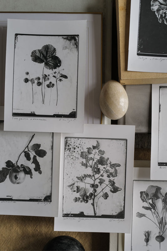 Fine Art Silver Print (plain print)