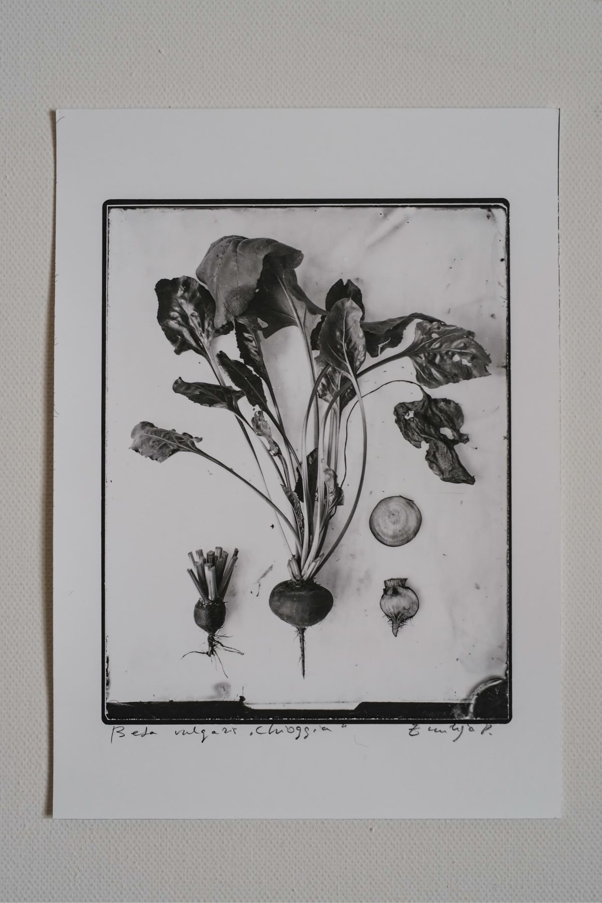 Fine Art Silver Print (plain print)