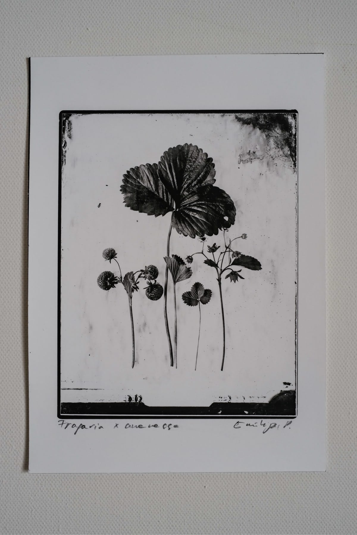 Fine Art Silver Print (plain print)