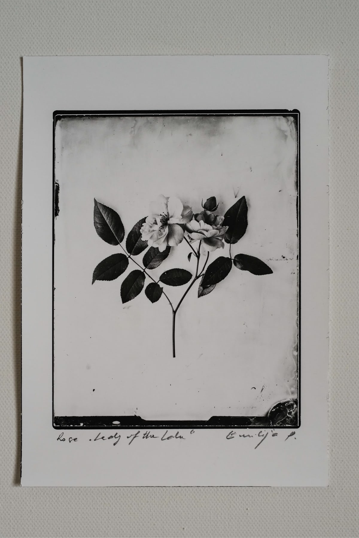 Fine Art Silver Print (plain print)