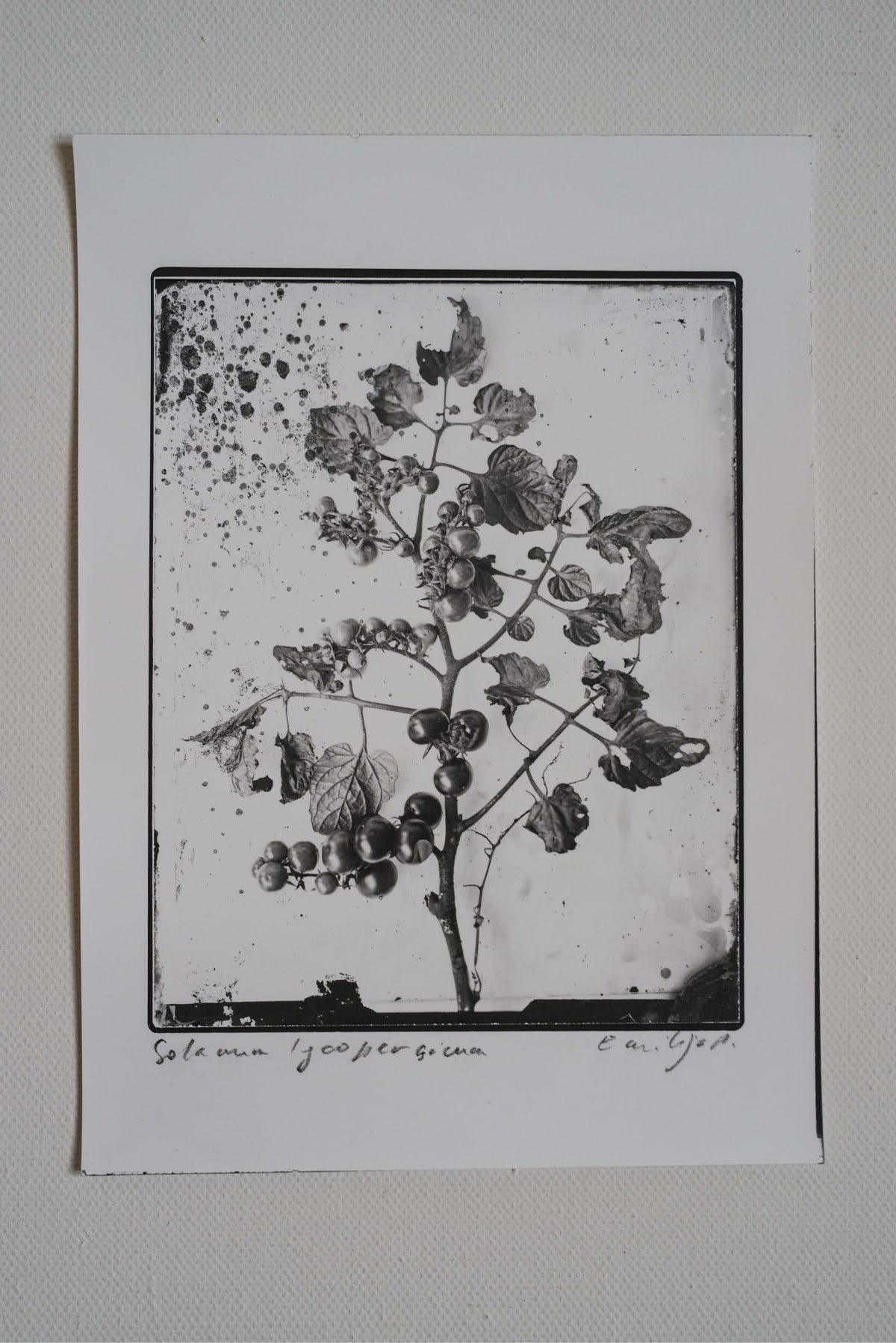 Fine Art Silver Print (plain print)