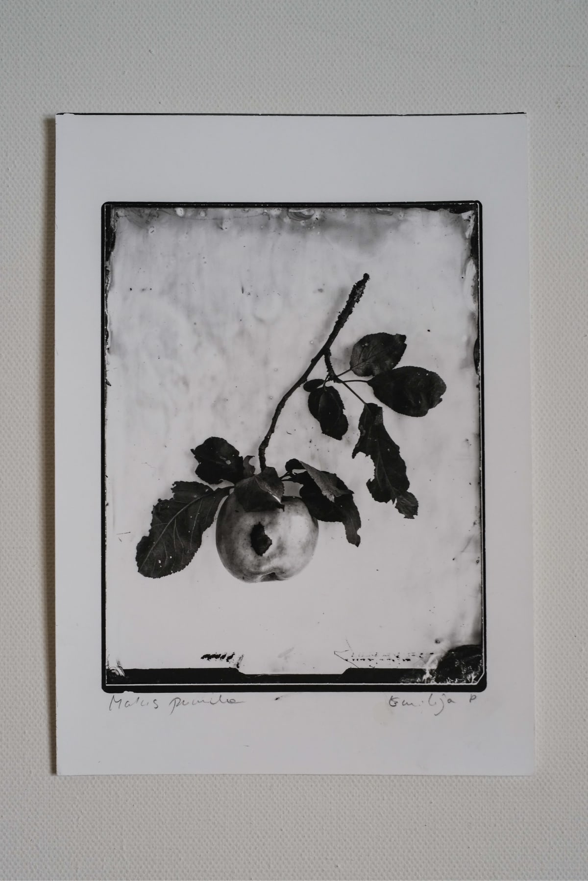 Fine Art Silver Print (plain print)