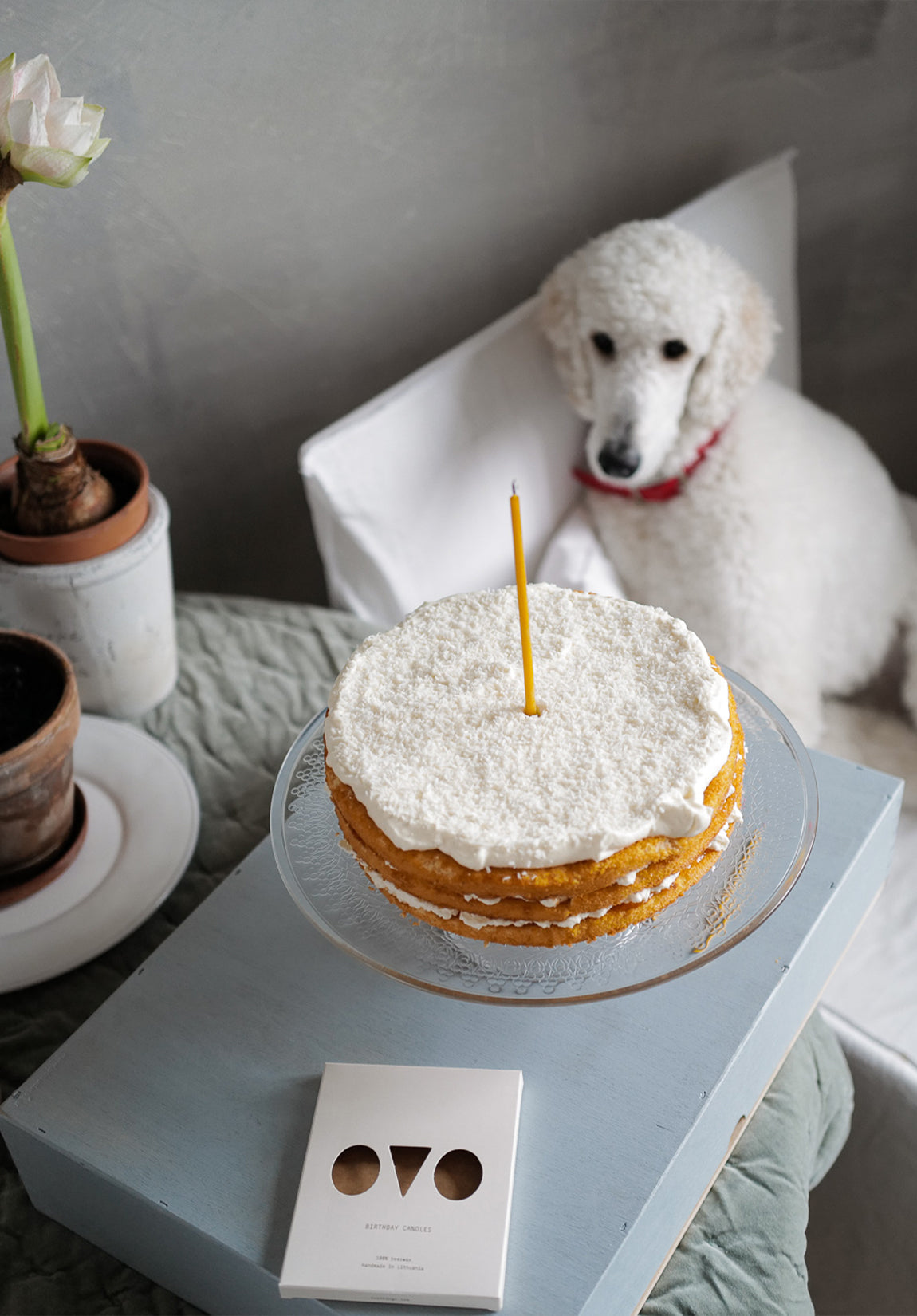 PET Birthday Candles
