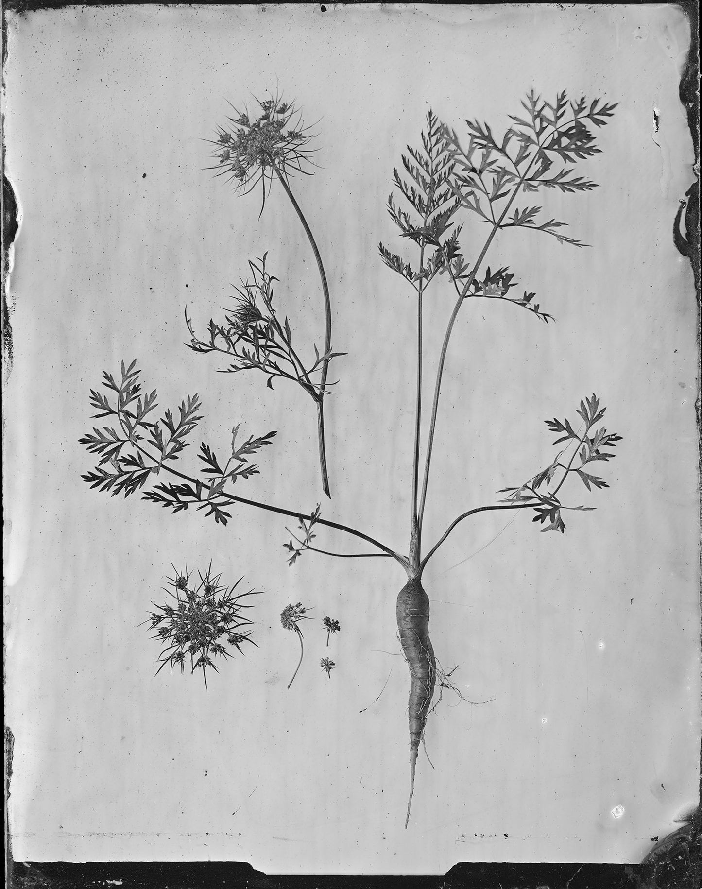 Fine Art Silver Print (plain print)