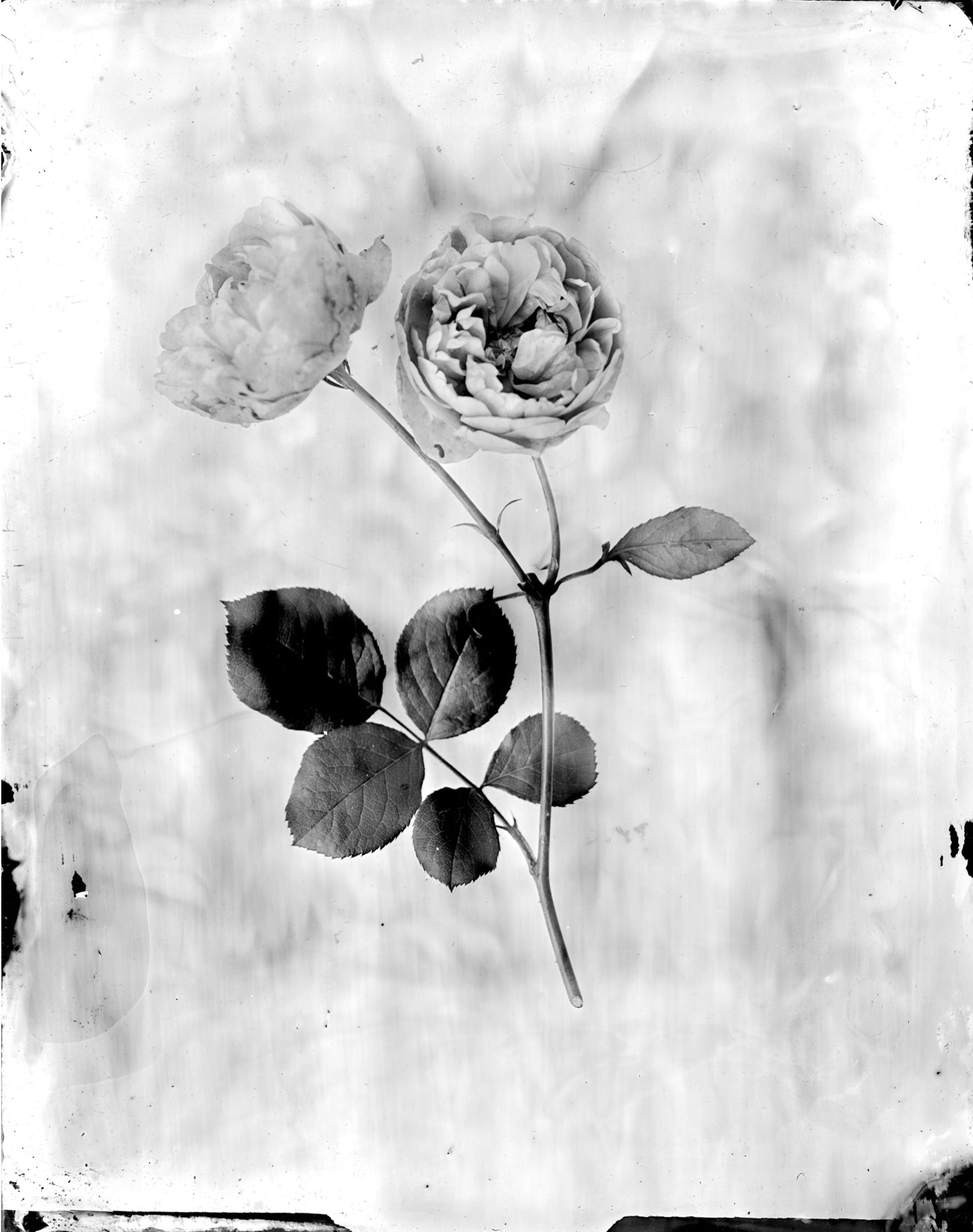 Silver Print Set: 3 for the price of 2