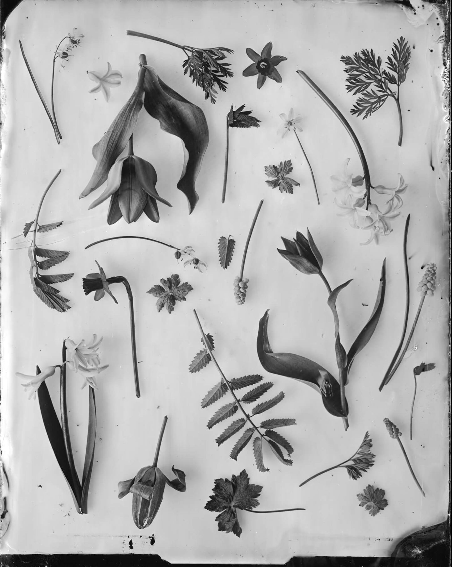 Fine Art Silver Print (plain print)