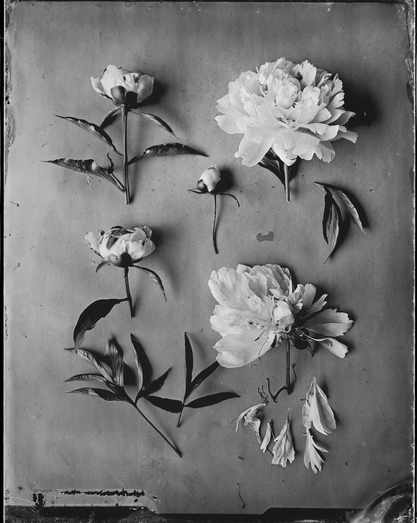 Paeonia