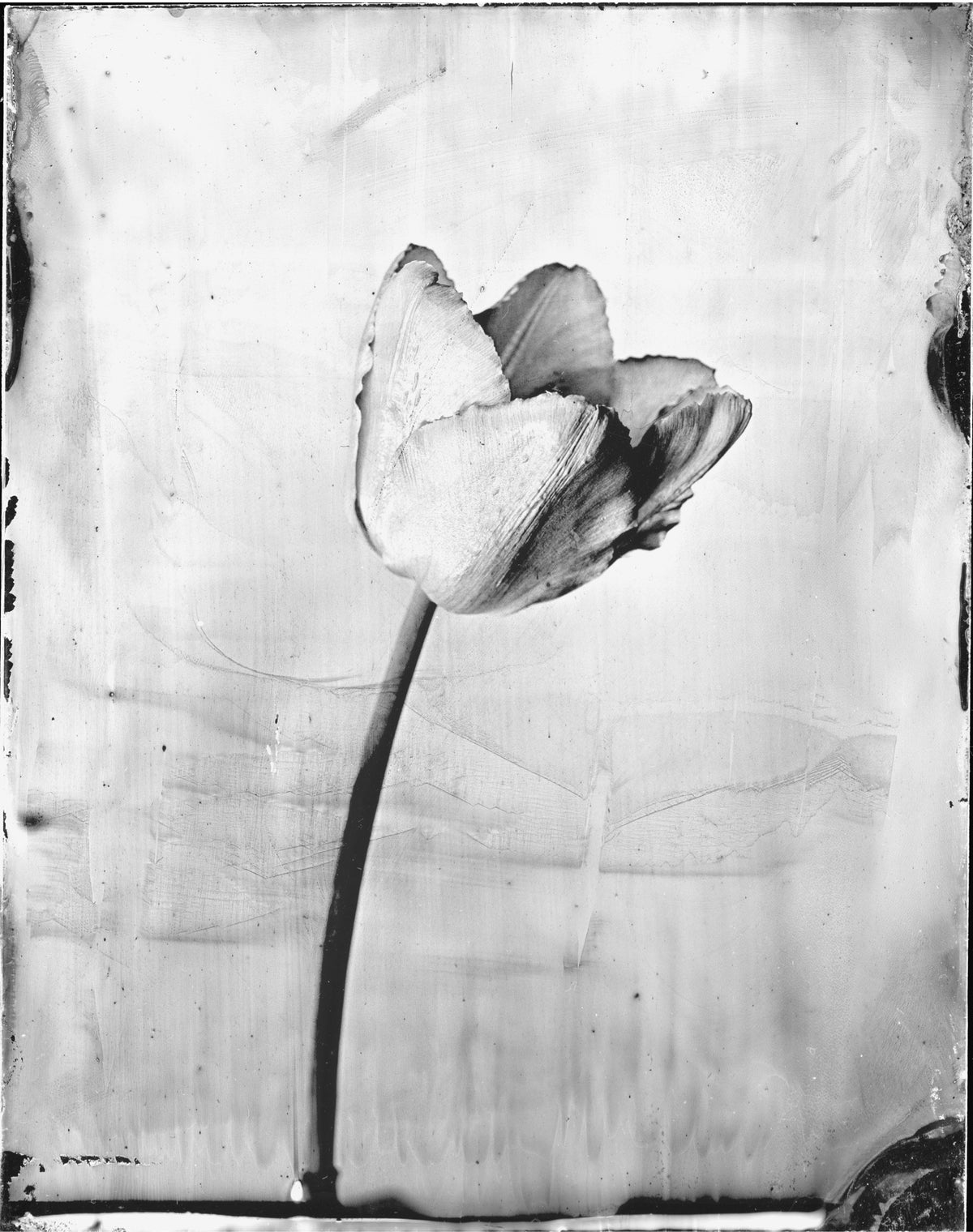 Tulip, white